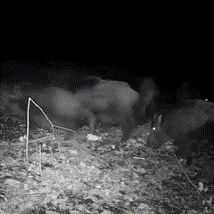 Brillence - Wildlife Camera Outdoor Night Vision Trail Cam Pro Plus
